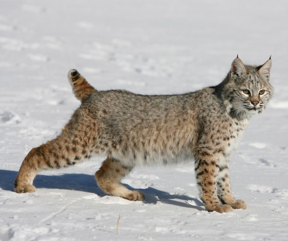 Бобкэт порода