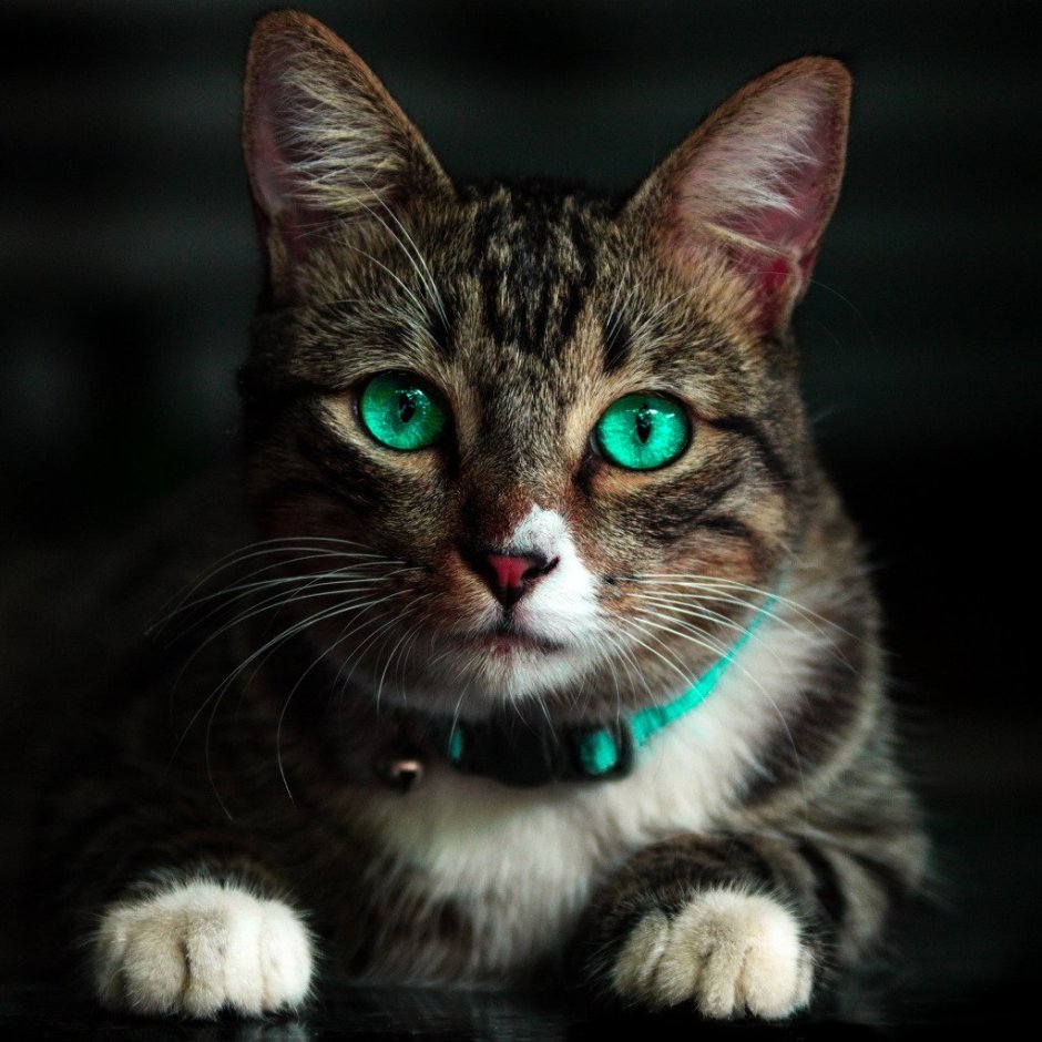 Коты в высоком разрешении