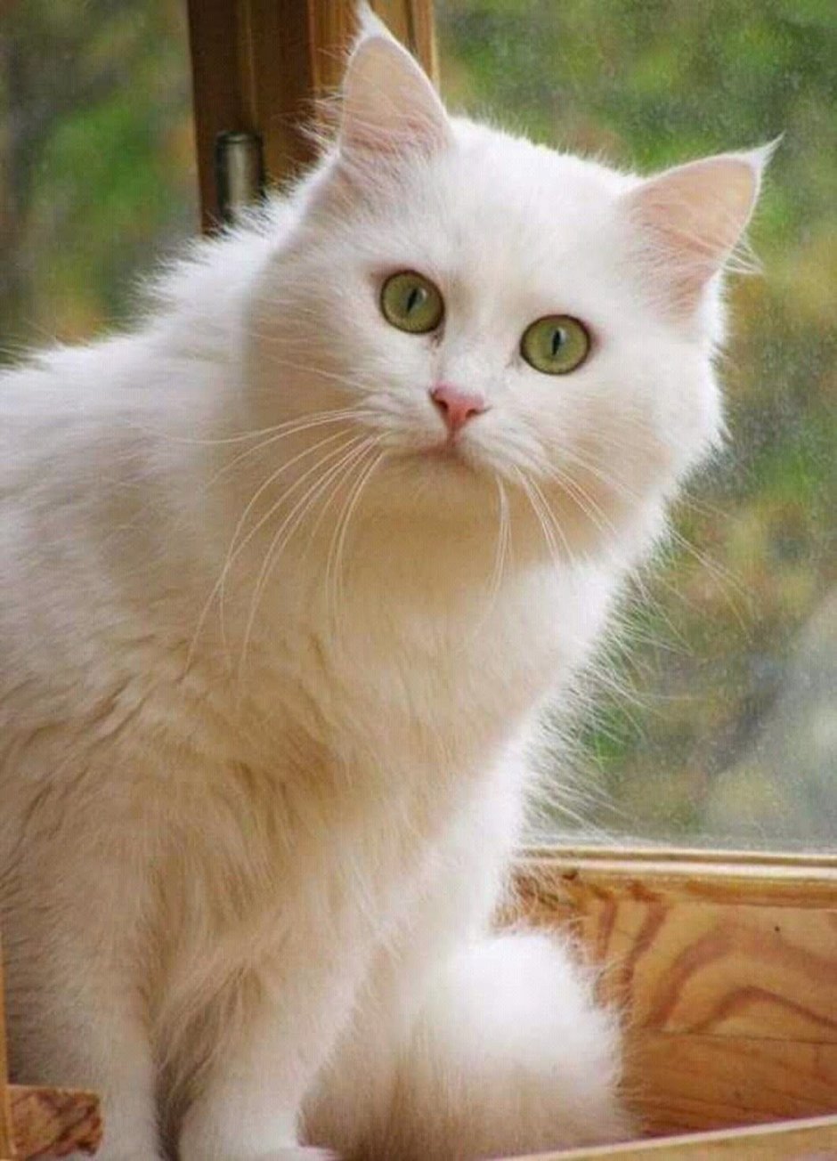 Шотландская вислоухая кошка голубоглазая