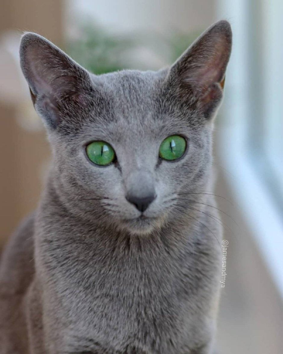 Русская голубая кошка + шотландский вислоухий кот