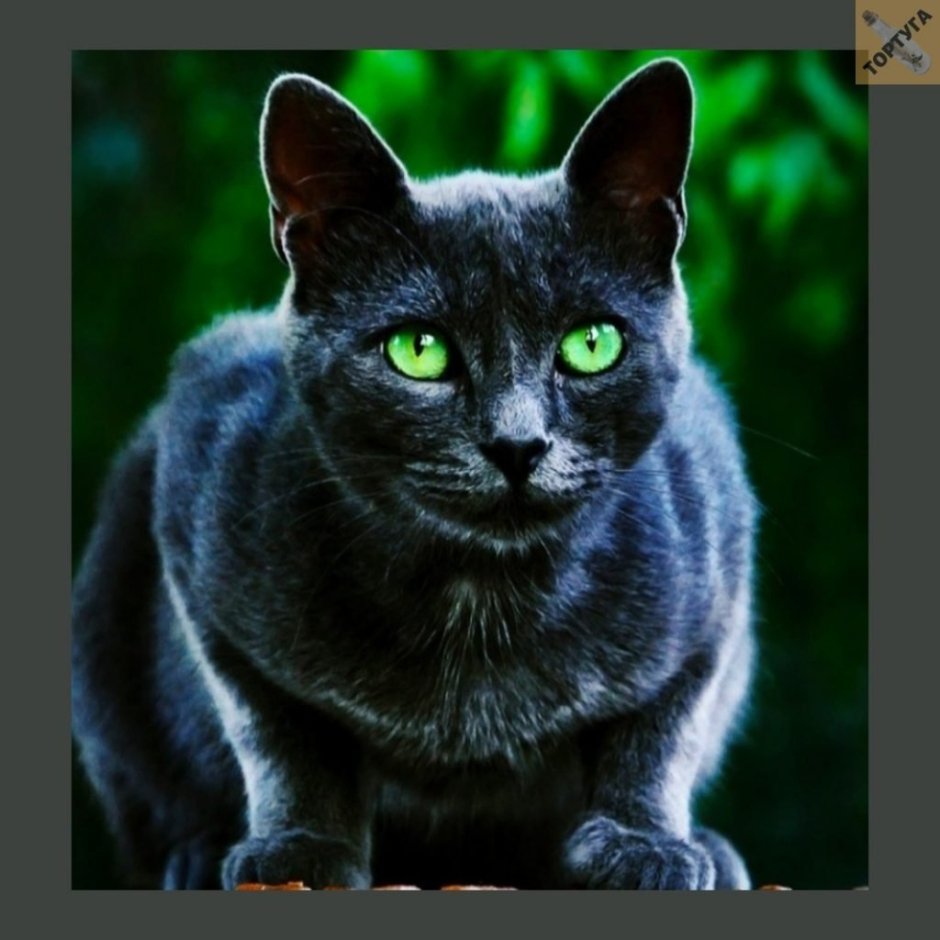Серая кошка с зелеными глазами