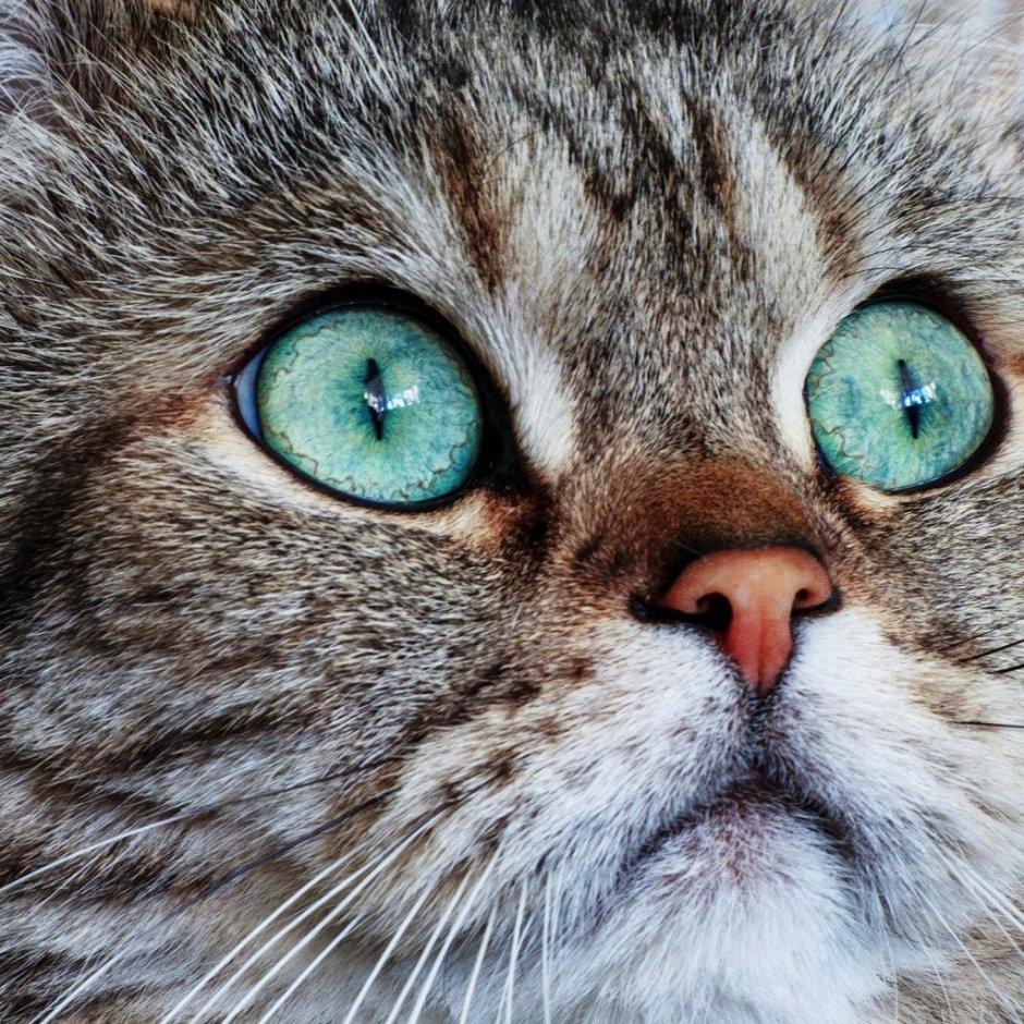 Анатолийская кошка серая