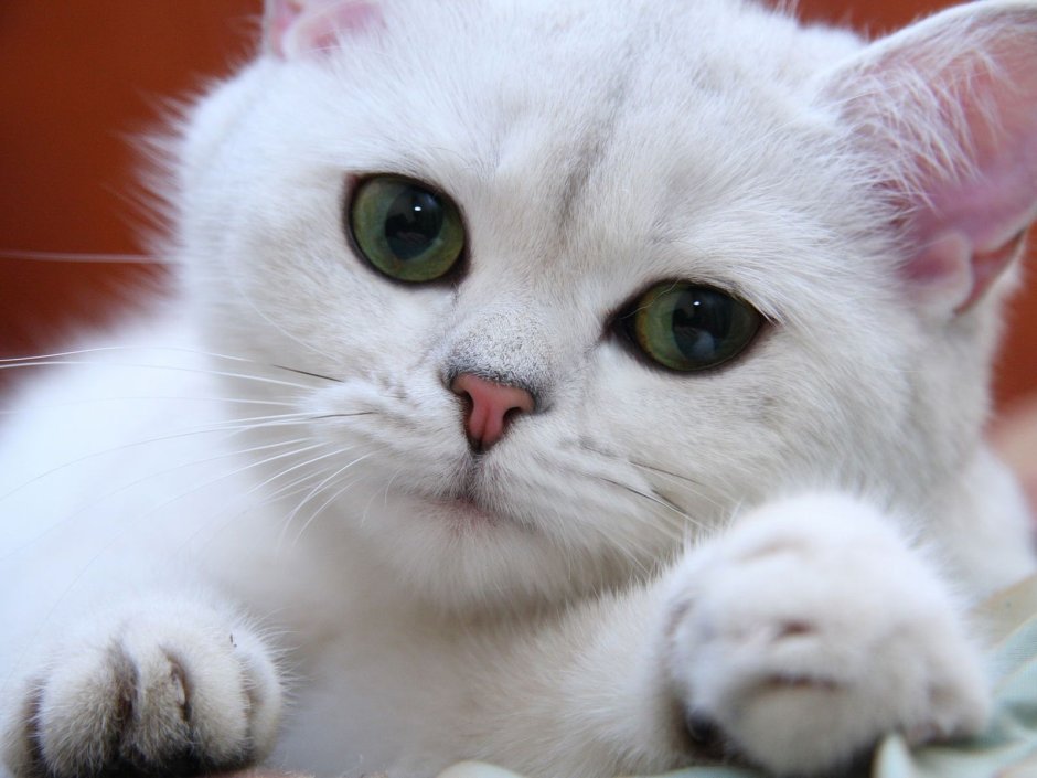 Русская голубая кошка