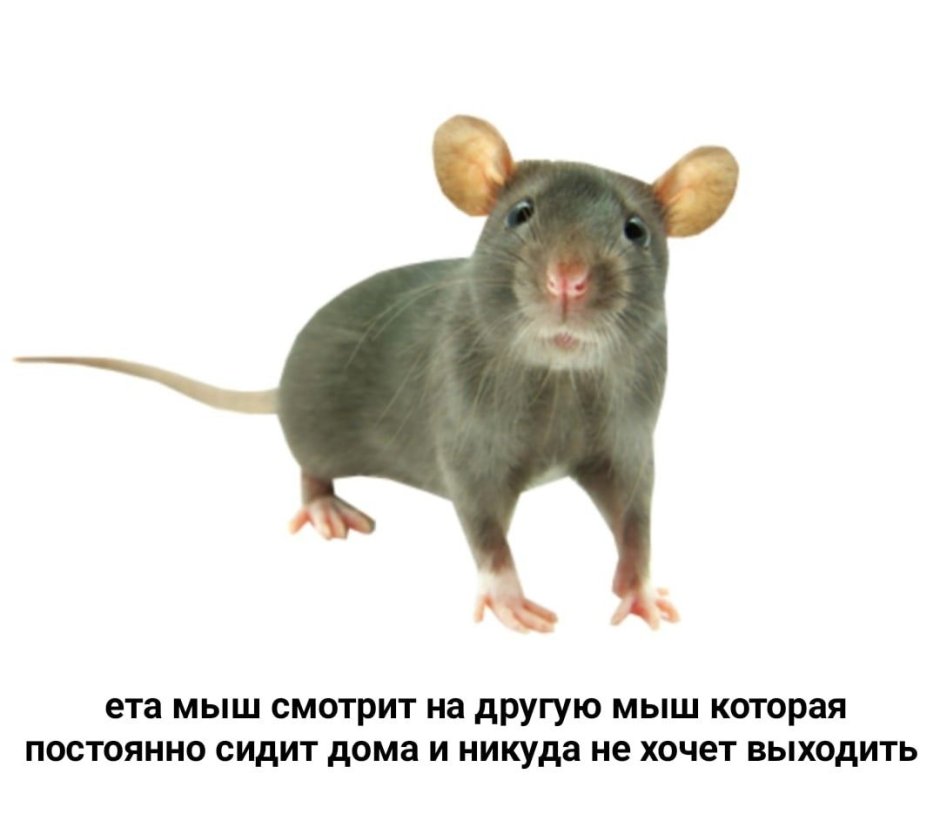 Две крысы
