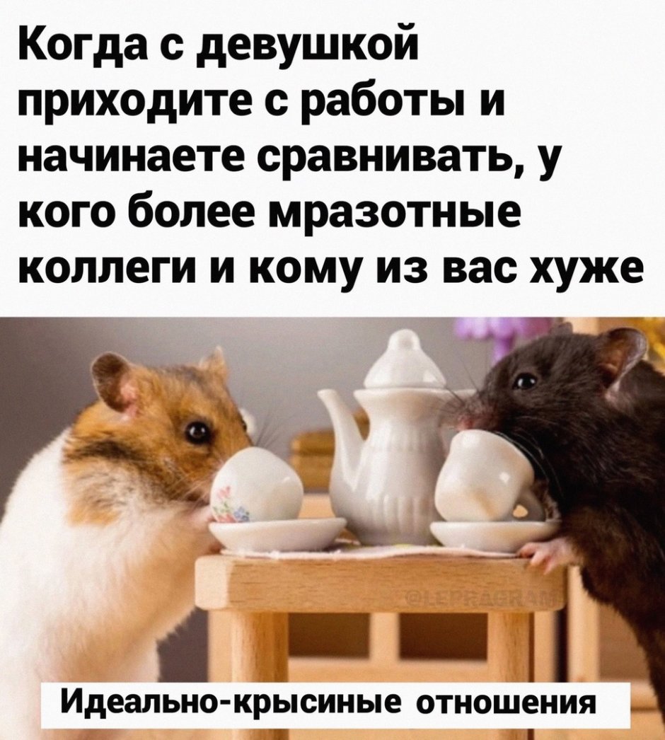 Две крысы