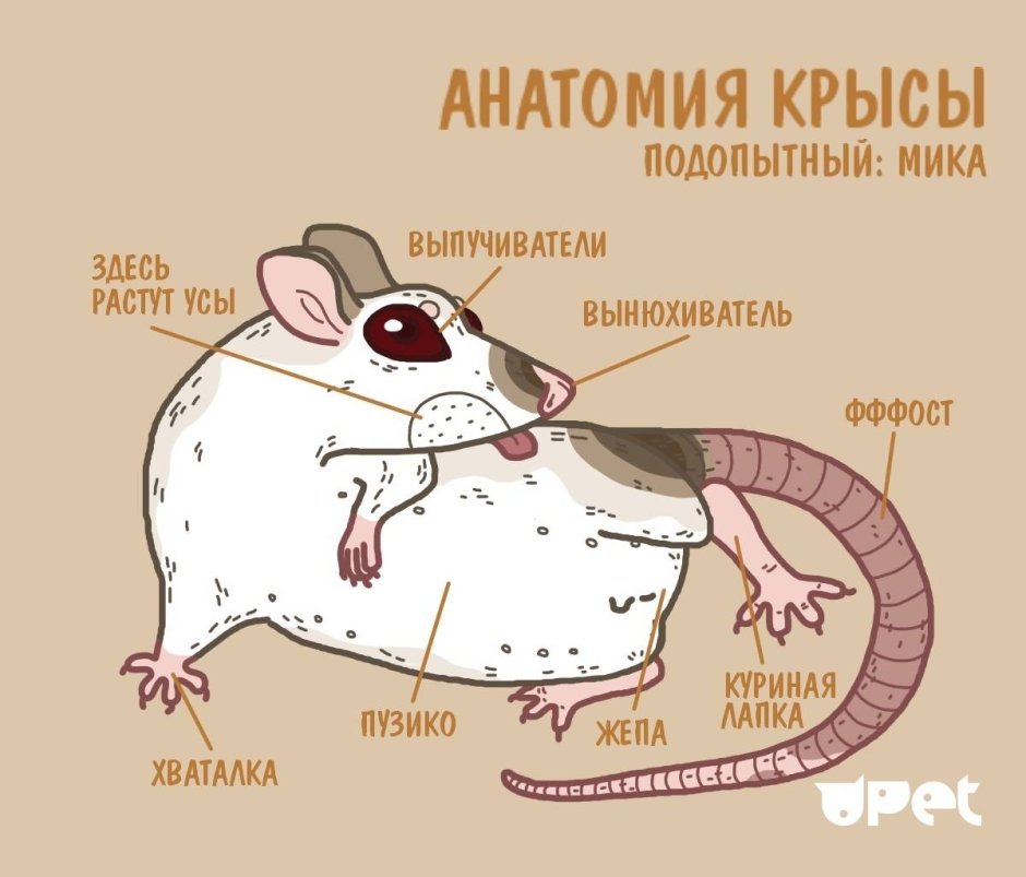 Влюбленные мышки