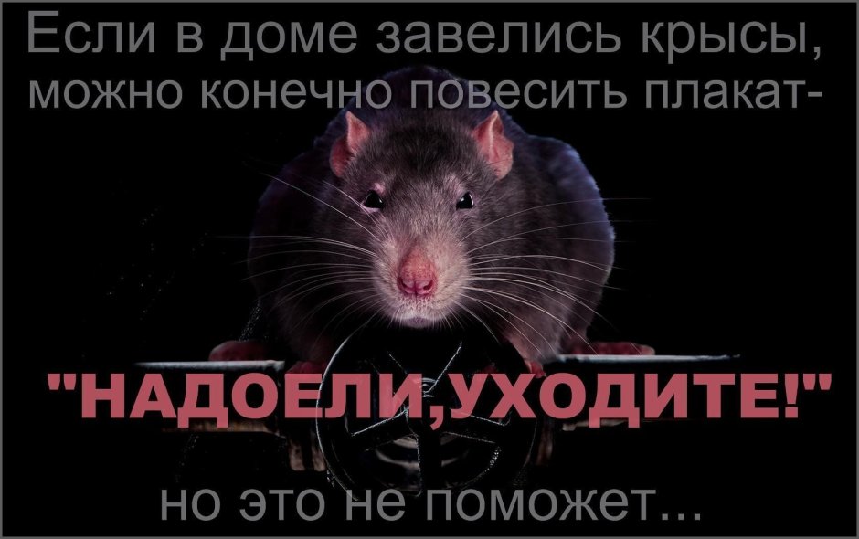 Строение крысы