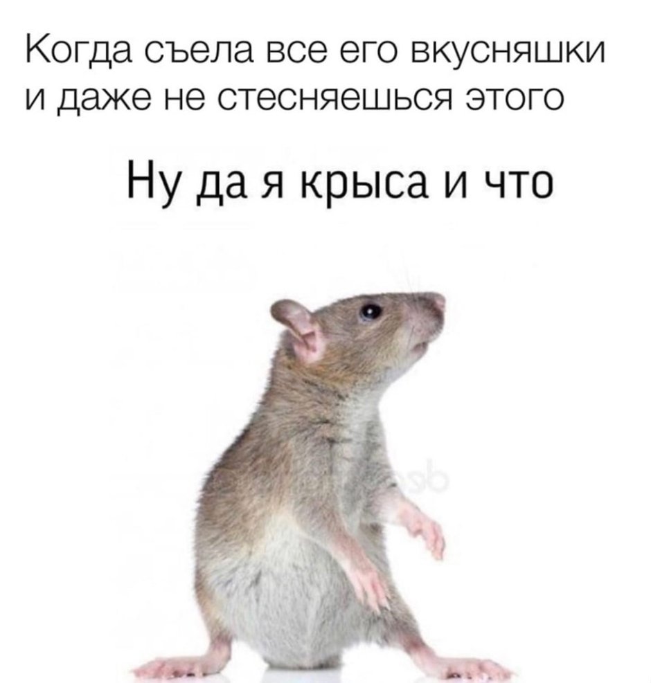 Мышь прикол