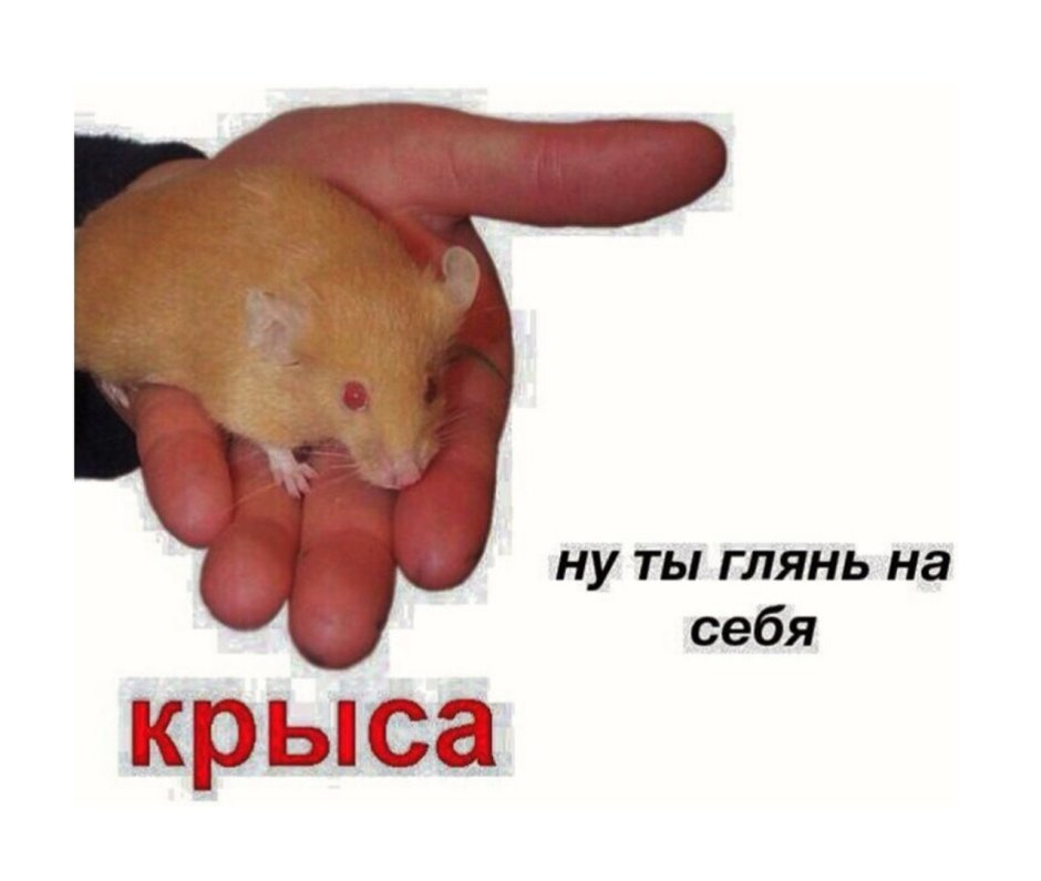 Валентинки с крысами