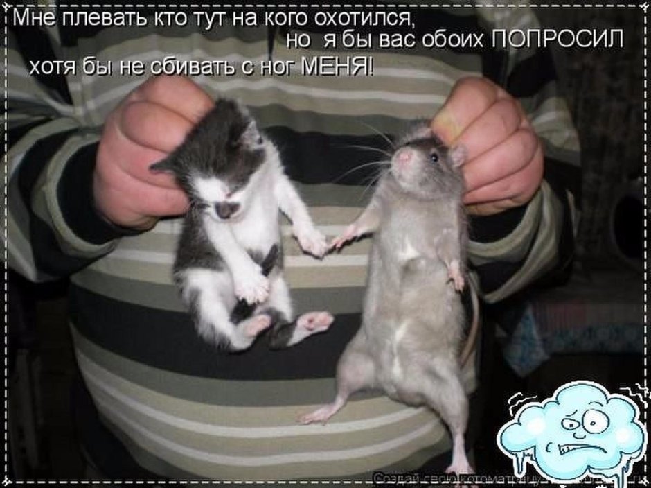 Крыски Мем