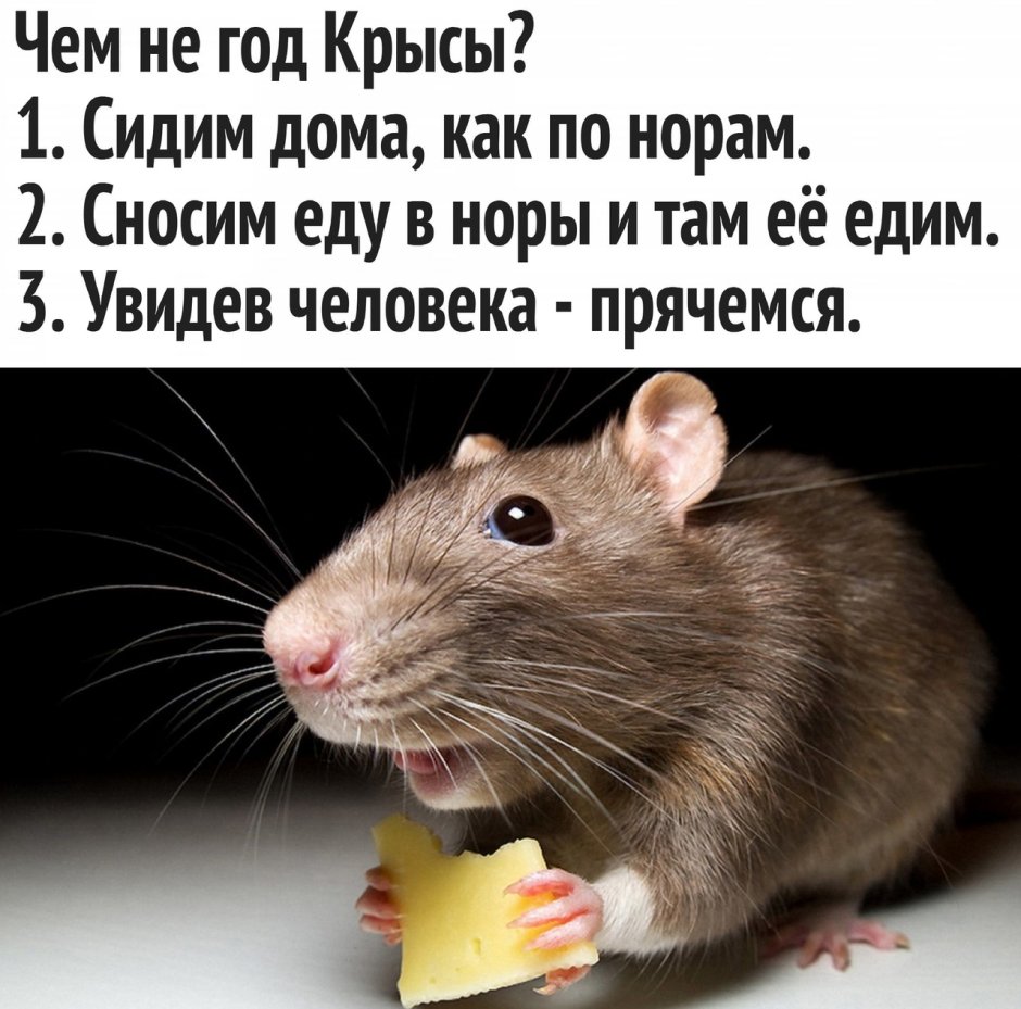 Крыса с сердечком