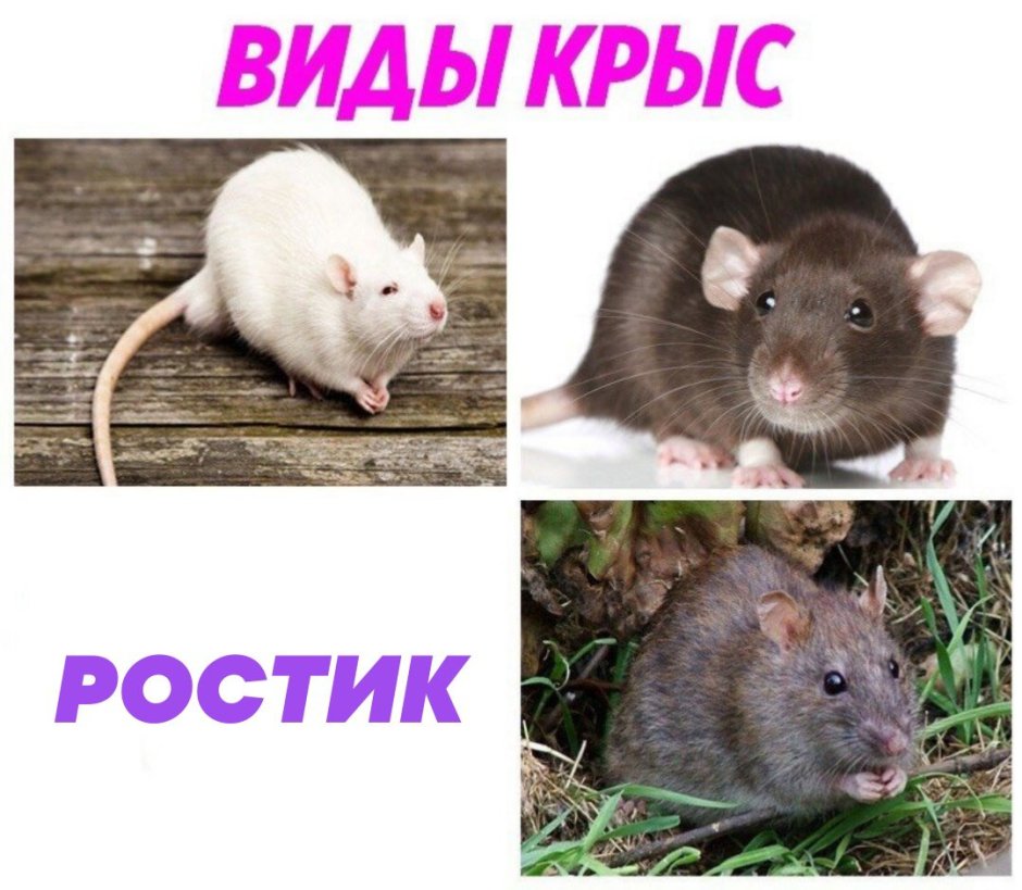 Крыса 1 год