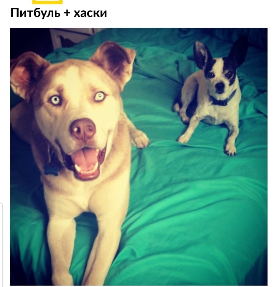 Гибрид питбуля и хаски