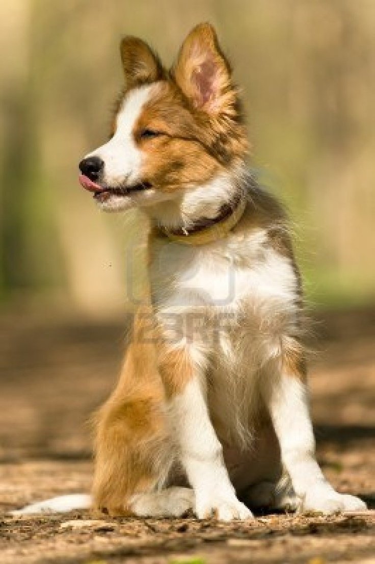 Бордер колли Sable