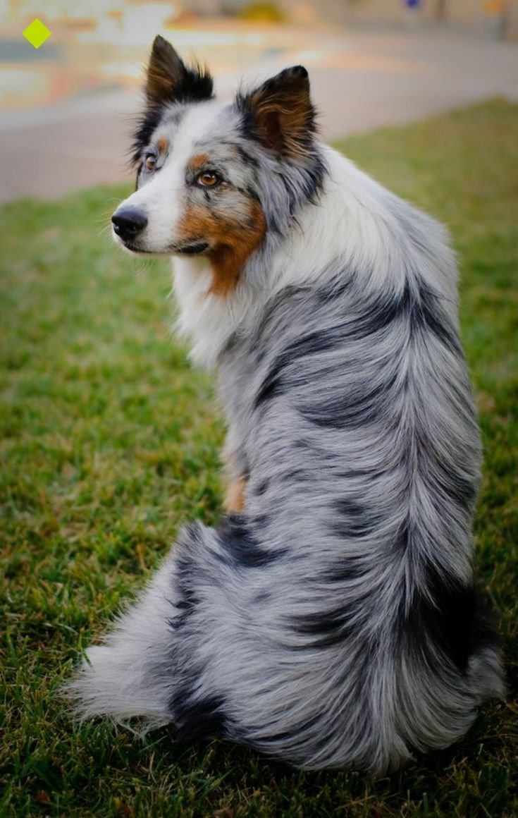 Колли и бордер колли