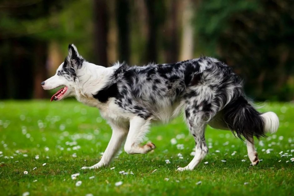 Бордер колли Мерль