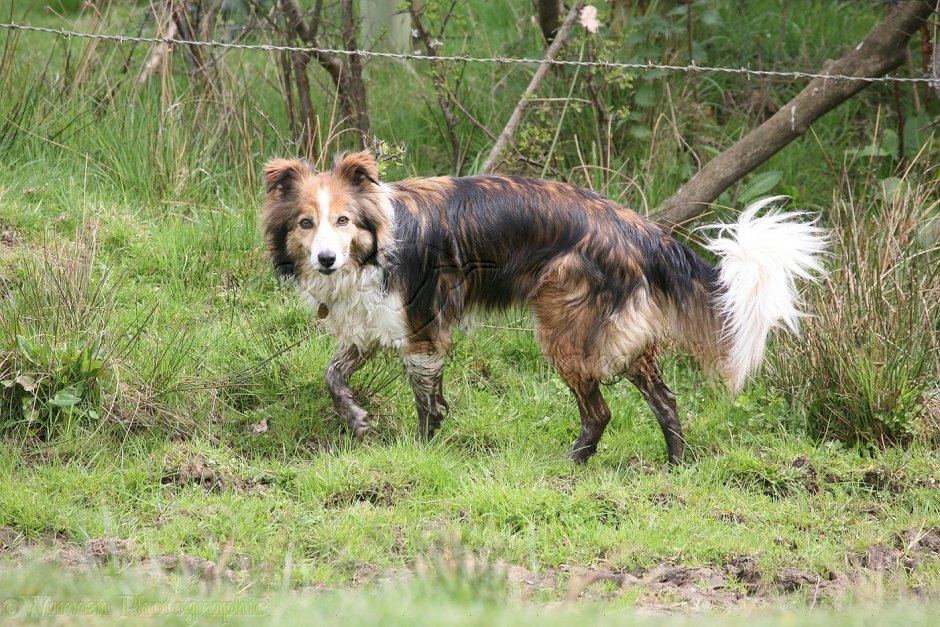 Соболиный бордер