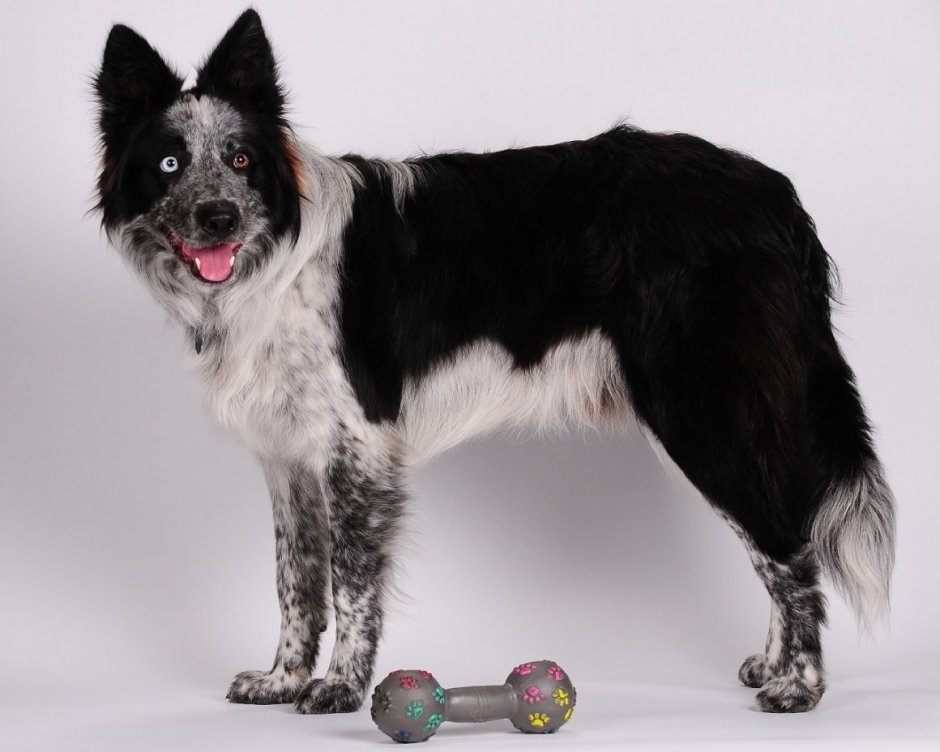 Бордер колли питомник