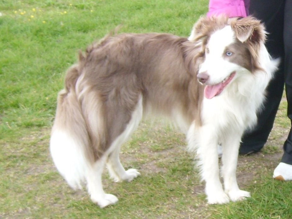 Бордер колли Лилак