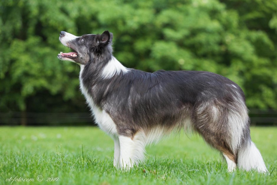 Бордер колли Мерль голубой