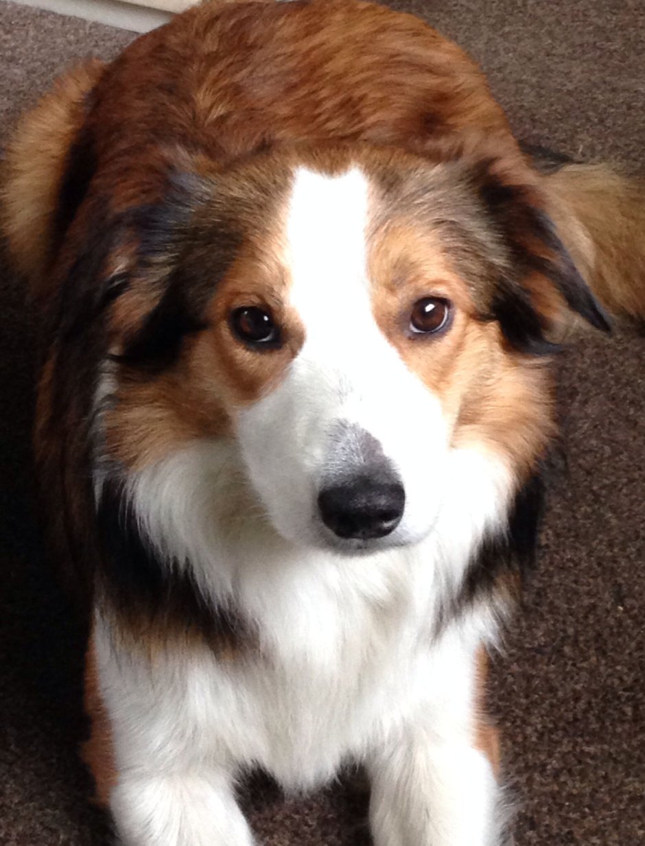 Бордер колли Мерлен