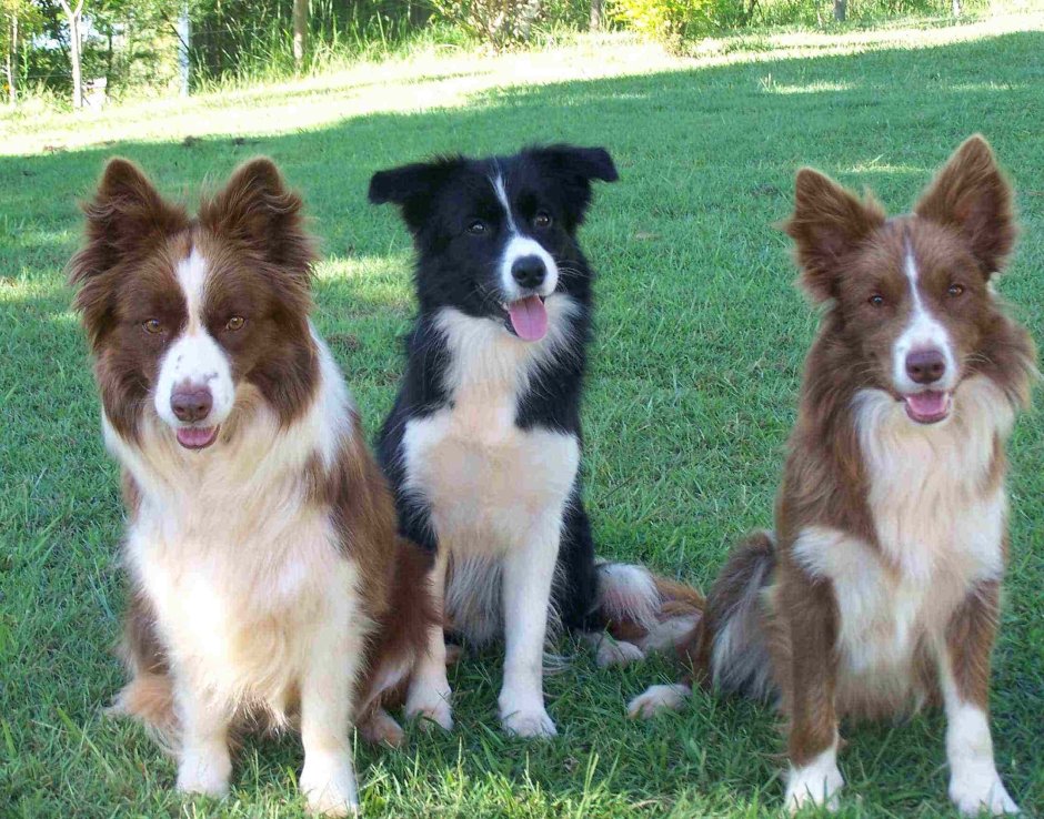 Бордер колли шоколадный Триколор