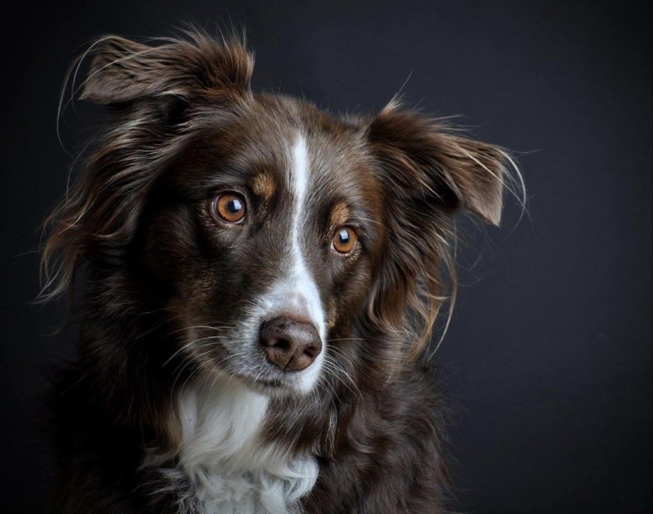 Бордер колли шоколадный