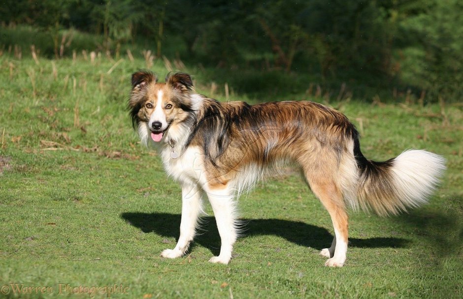 Сейбл Мерль колли