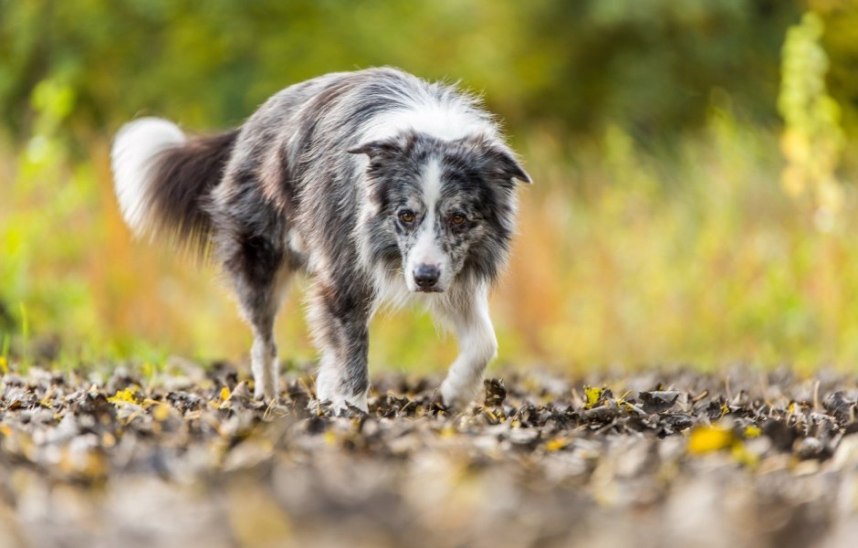 Бордер колли соболиный