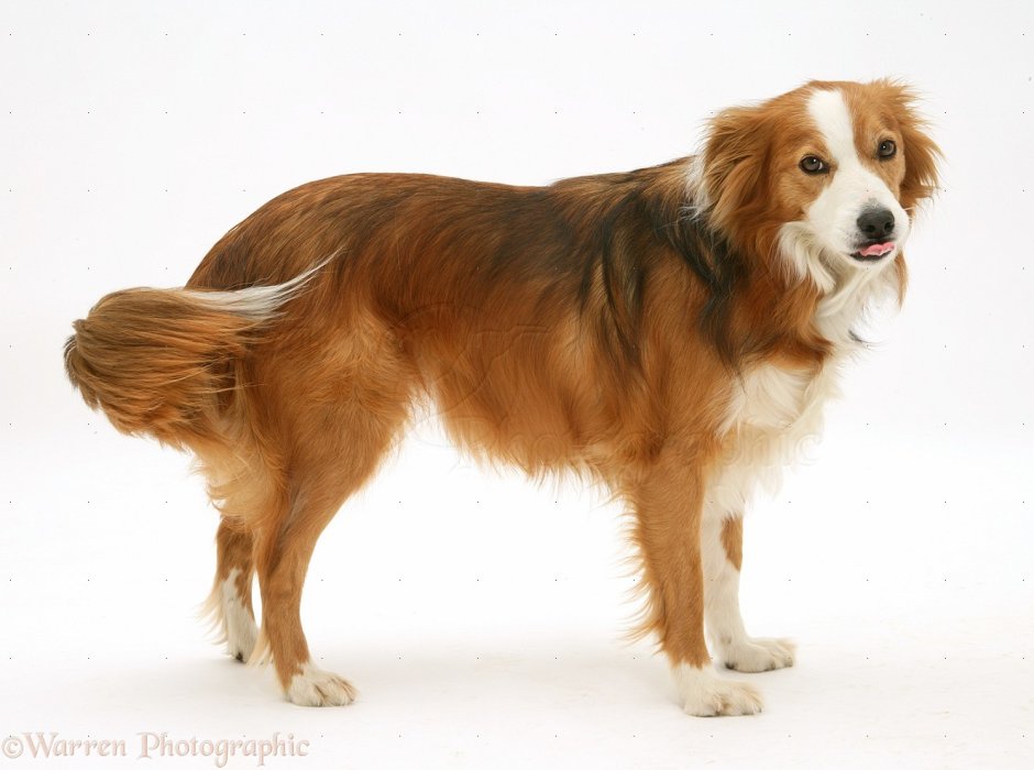 Бордер колли сабле