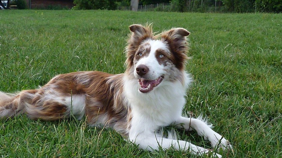 Бордер колли красный Мерль