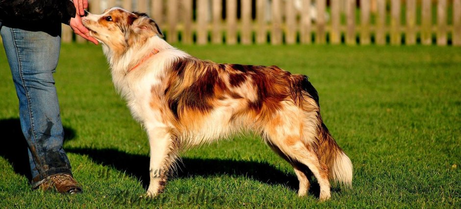 Бордер колли соболиный мрамор