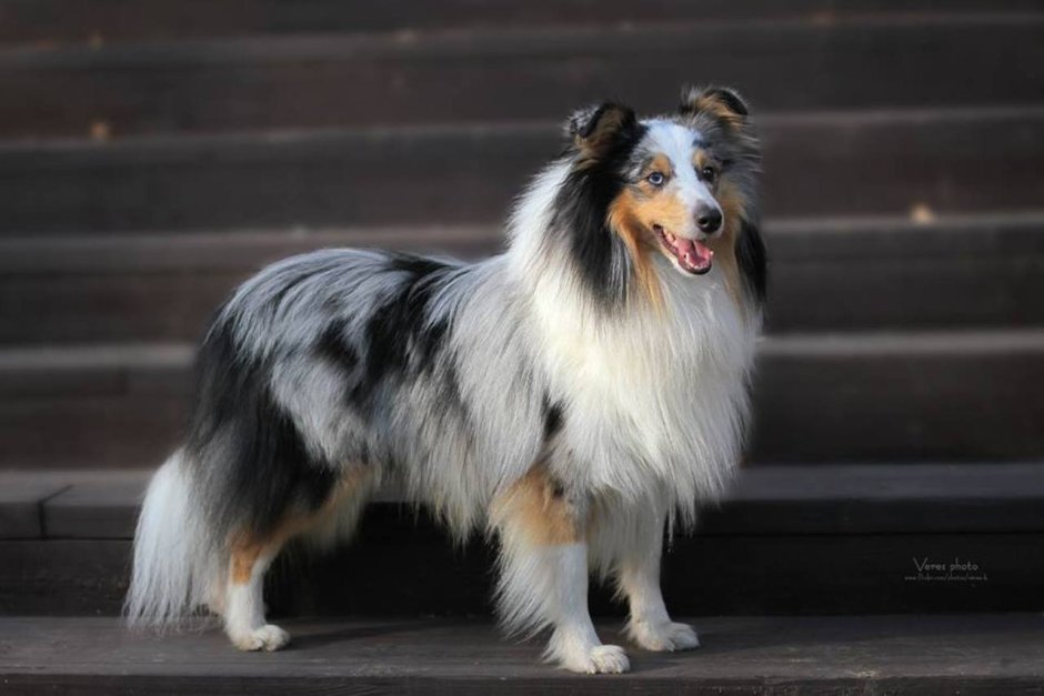 Шелти мрамор