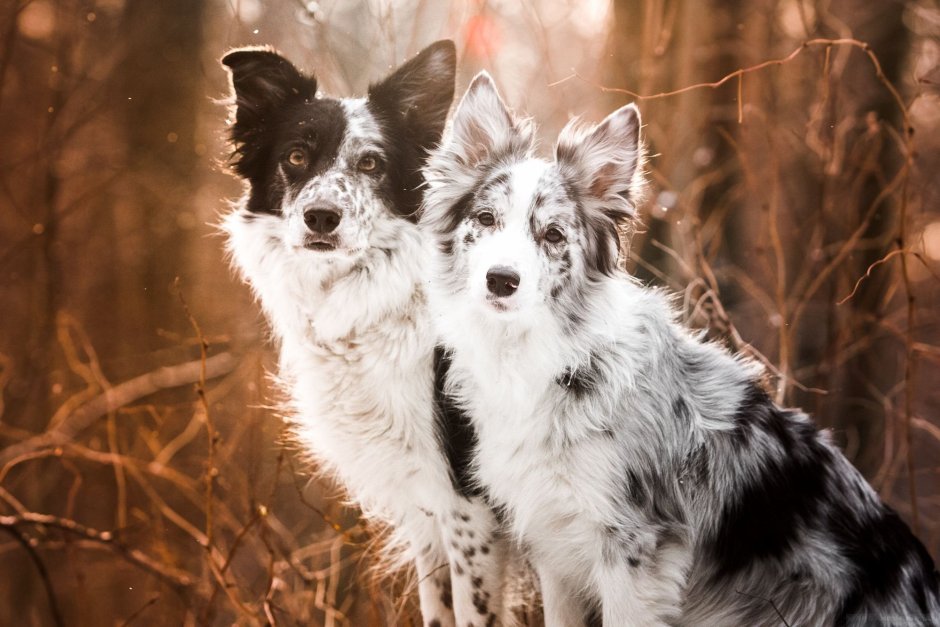 Бордер колли белый