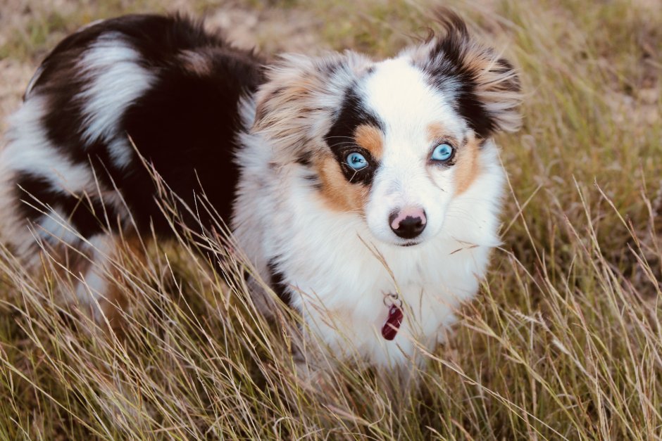 Австралийская овчарка биколор