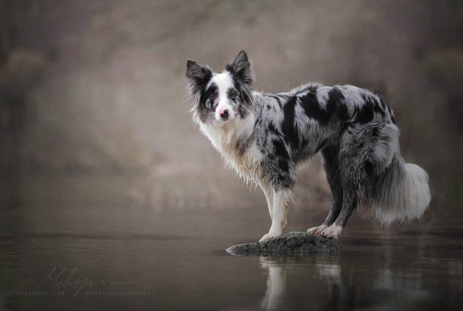 Бордер колли голубой мрамор