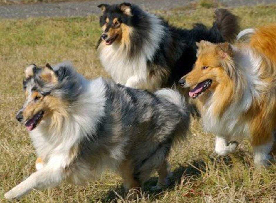 Колли собака разных окрасов