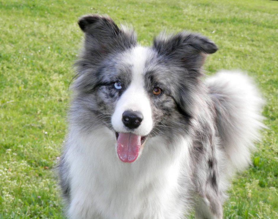 Бордер колли длинношерстный