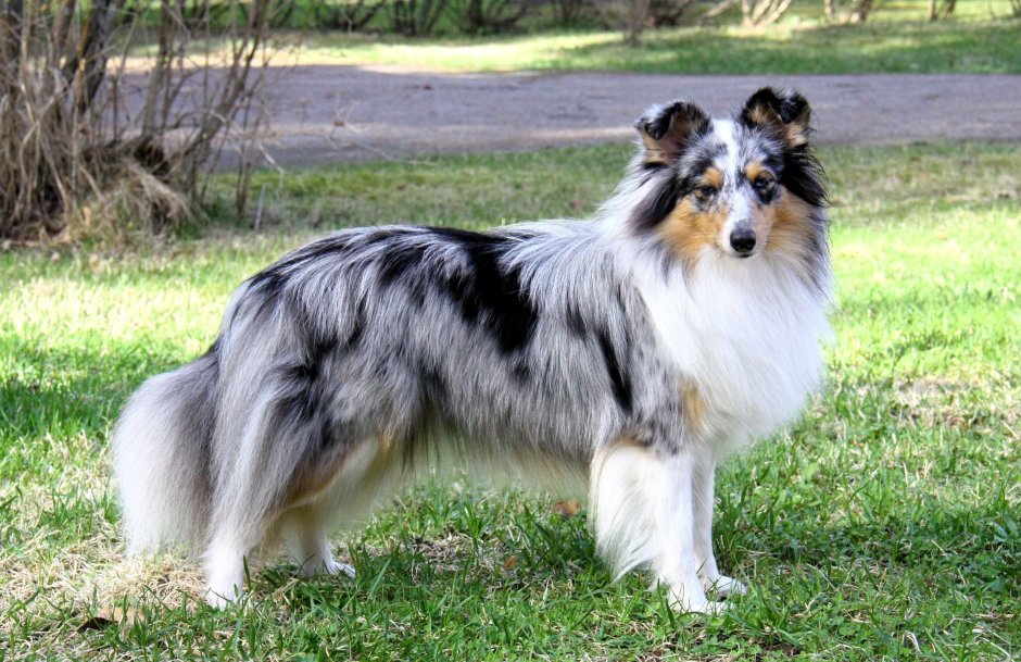 Шелти окрас Блю-Мерль