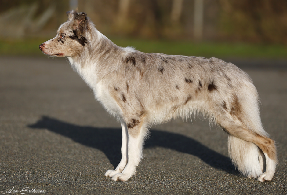 Бордер колли мрамор