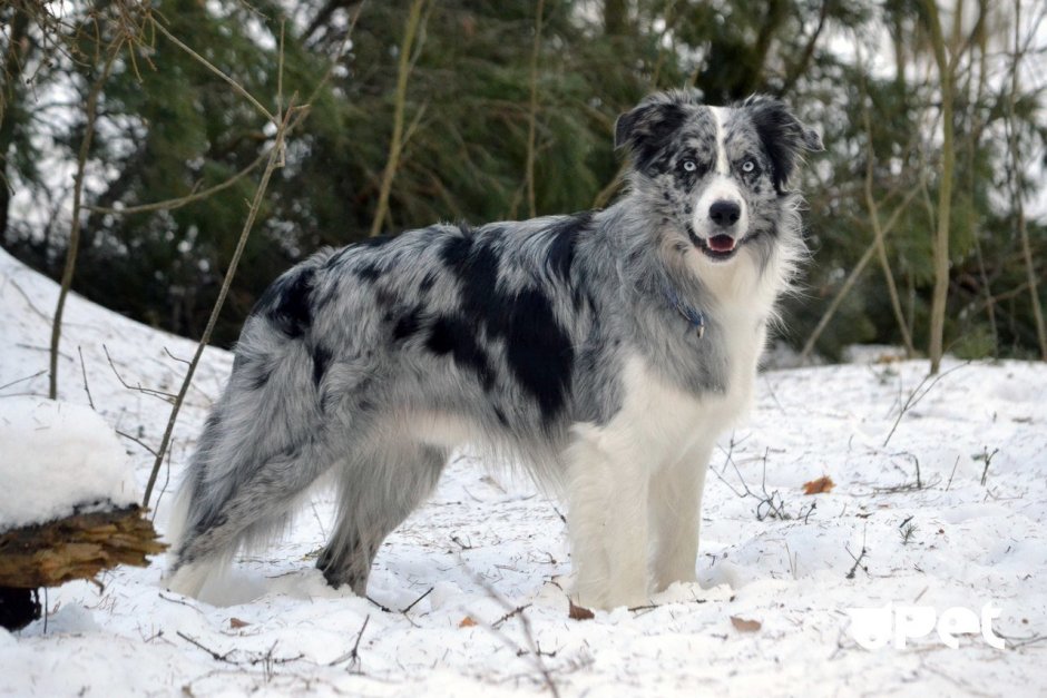 Бордер колли мрамор