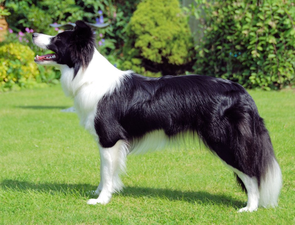 Бордер колли подпалый