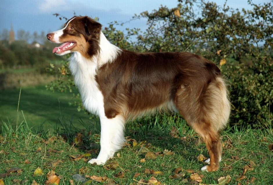 Австралийская овчарка Асти