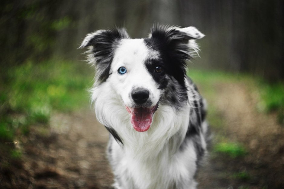 Гладкошерстный бордер колли