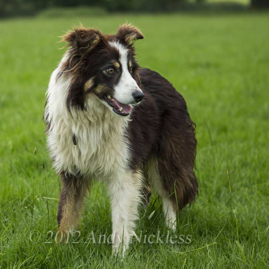 Бордер колли стандарт