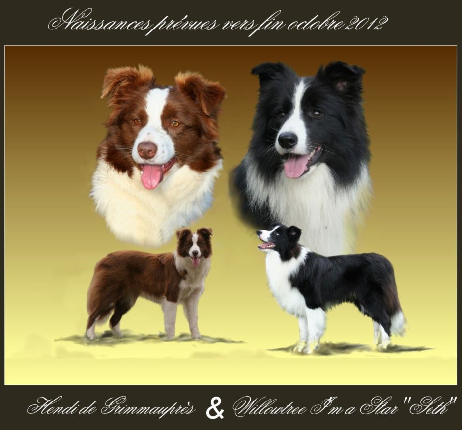 Бордер колли окрасы стандарт