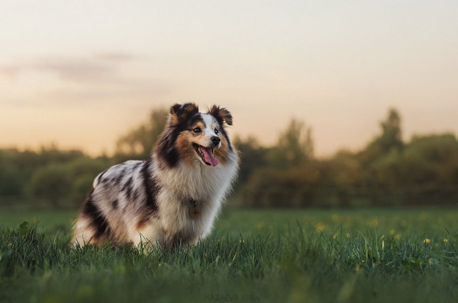 Шелти в хорошие руки в СПБ