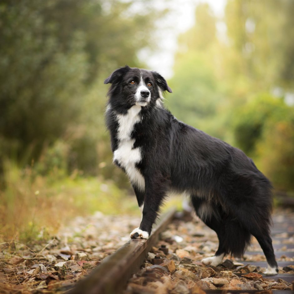 Бордер колли длинношерстный