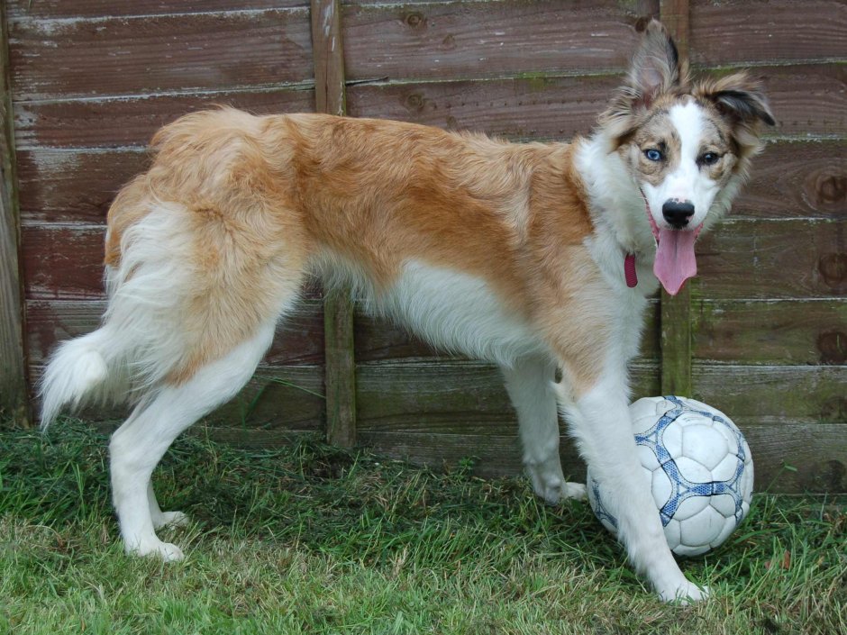 Бордер колли чемпион мира