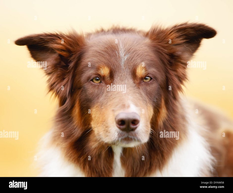 Бордер колли Браун Эстетика